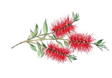 Bottle Brush